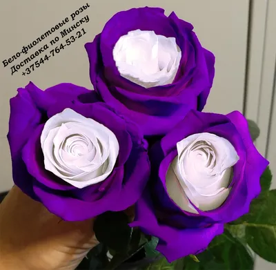 Фиолетовые розы — воплощение загадочности и таинственности | Статьи UF