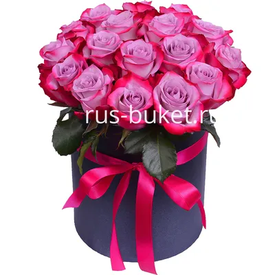 фиолетовая роза имеет легкий всплеск капель, пурпурная чайно гибридная роза,  редкая по цвету Hd фотография фото, цветок фон картинки и Фото для  бесплатной загрузки