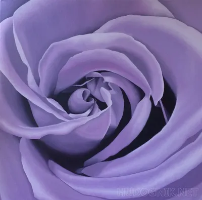 Фиолетовые розы Фотомонтаж | Pixiz
