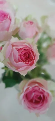Розы фото на телефон фотографии
