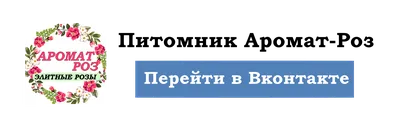 Первая роза расцвела в теплице Коашвы | ОБЩЕСТВО | АиФ Мурманск