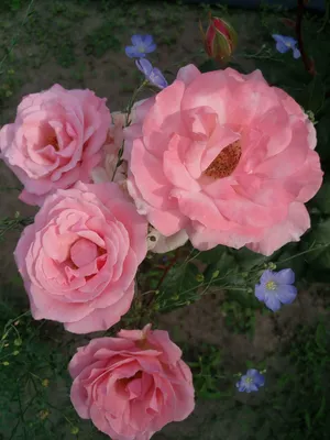 Розы грандифлора сорта фото фотографии