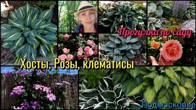 BabyPlants - На фото 🏞 1. Хоста Патриот (M) 2. Туя западная Смарагд 3.  Волжанка двудомная 4. Роза Джеф Гамильтон, Д.Остин кустарниковая 5.  Можжевельник чешуйчатый Блу Карпет | Facebook