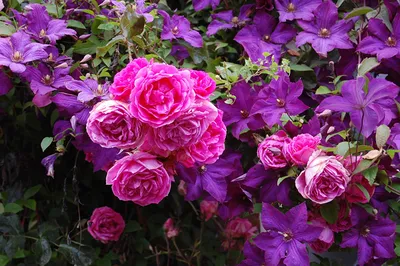 Розы и клематисы фото фотографии