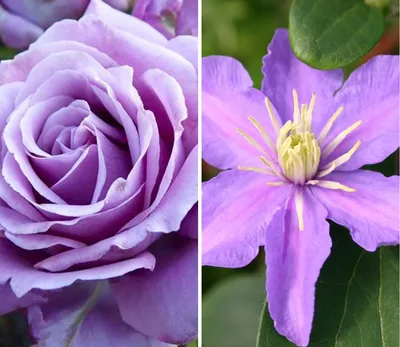 Розы и клематисы в саду (73 фото) - фото - картинки и рисунки: скачать  бесплатно