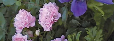 Что посадить рядом с розами: 5 лучших сочетаний цветов для красивого сада