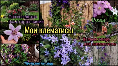 Садовая арка Клематисы + розы плетистые с нуля.: Группа Клумбы и цветники