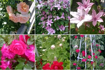 Розы - Сочетание роз и клематисов в вертикальном... | Facebook