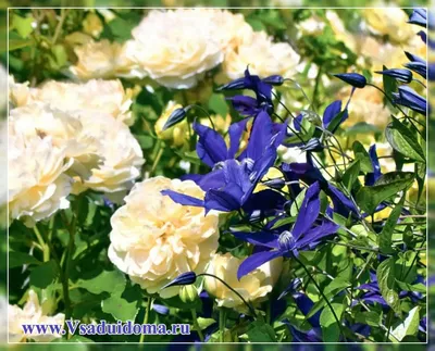 Совместимость розы с другими цветами на клумбе | ОГОРОД.сайт