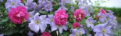 Идеи для вашего дома - Плетистая роза и клематис: красота! 🌸 | Facebook