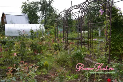 Клематисы и розы: фото, совместное выращивание и уход за посадками | Сайт о  саде, даче и комнатных растениях.
