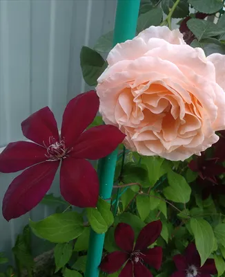 Букет пионовидных роз с клематисом и вибурнум купить с доставкой в СПб