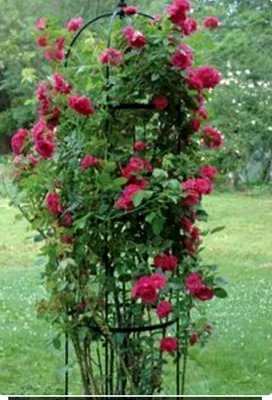 Садовые композиции с розами и сочетания сортов ПЬЕР И КЛЕМАТИС ЖОЗЕФИНА |  Красивые сады, Розы, Дизайн розового сада