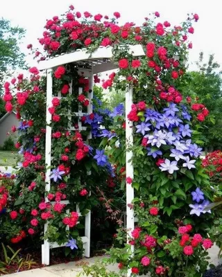 Романтичная пара: роза и клематис | Интернет-магазин садовых растений