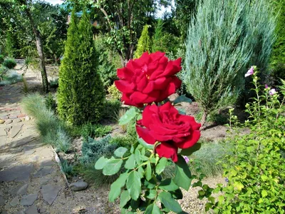 Розы и можжевельник фото фотографии