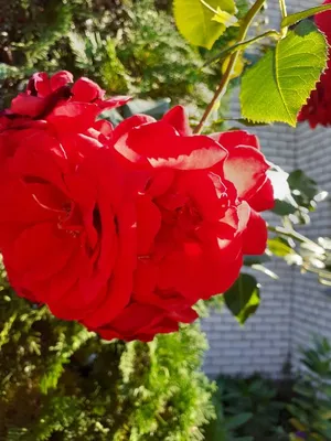 Роза Роза де Решт (Rose de Resht) купить по цене руб. в Москве в садовом  центре Южный