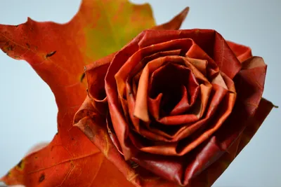 Букет из осенних листьев, Роза из листьев - YouTube