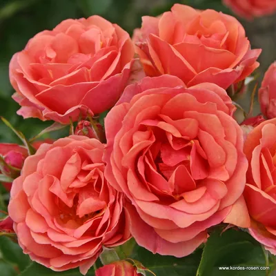 Розы кордеса фото фотографии
