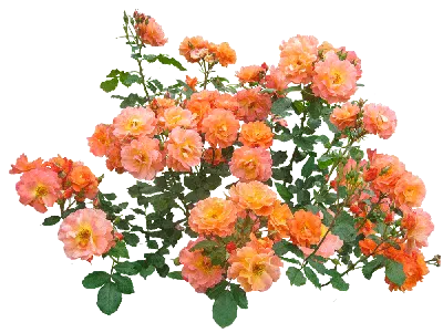 garden roses, кусты роз или картинки, обои кусты роз, куст красных роз обои  hd, розы кустовые красные обои, розы куст