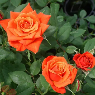 🌱 Роза миниатюрная Orange Juwel по цене от 1800 руб: саженцы - купить в  Москве с доставкой - интернет-магазин Все Сорта