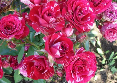 Саженцы миниатюрных роз. Высота растения 40-60 см
