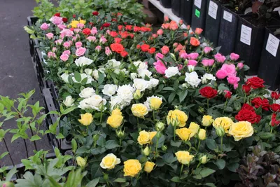 ТОП-10 Красивейшие сорта миниатюрных роз | Интернет-магазин садовых растений