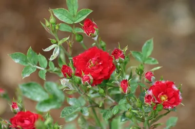 Сад роз непрерывного цветения. Флориум.юа» 2019