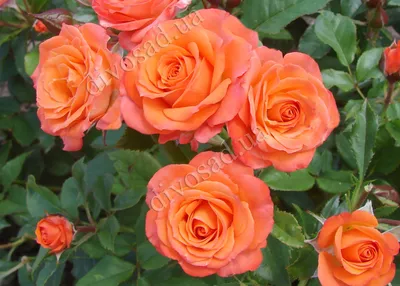 Миниатюрные розы — маленькое сокровище. Уход, выращивание, размножение.  Болезни и вредители. Сорта. Фото — Ботаничка