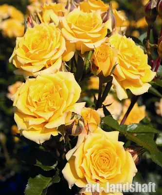 Миниатюрные розы: сорта с фото