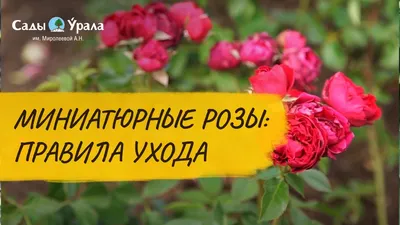 101 мини-роза микс | доставка по Москве и области