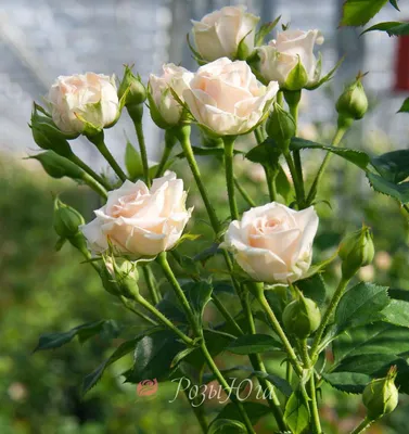 Миниатюрный сорт розы Колибри - ВикиРоз - Энциклопедия роз
