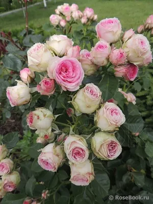Мини-розы - пять лучших сортов для красивой клумбы и шикарного сада! |  Огород Мечты | Дзен