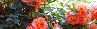 Почвопокровные розы - Bodendecker