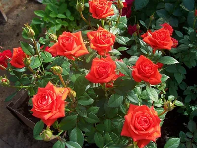 Миниатюрные розы | Растения для дома и сада | Дзен
