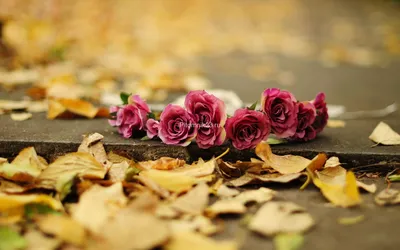 Розы осенью фото фотографии