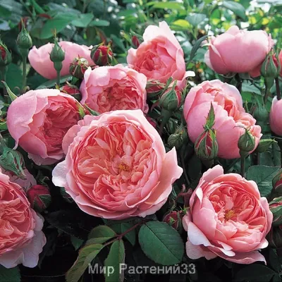 Розы Дэвида Остина (David Austin Roses) - Роза Зэ Алнвик Роуз (THE ALNWICK  ROSE)