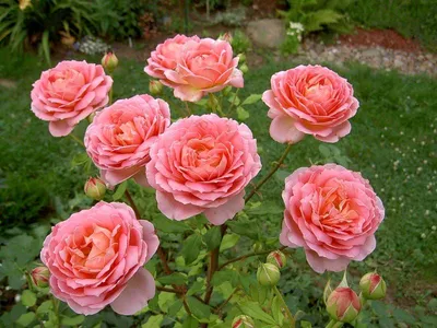 Розы Дэвида Остина (David Austin Roses) - Роза Brother Cadfael