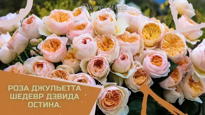 Пионовидные розы: виды и сорта с фото, уход и посадка. | Сорняков.нет | Дзен