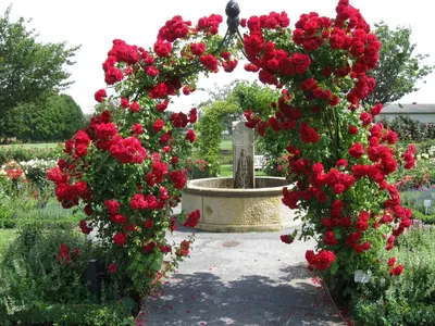 Плетистые розы в саду фото - Интернет-журнал Inhomes | Rose flower  wallpaper, Beautiful flowers, Climbing roses