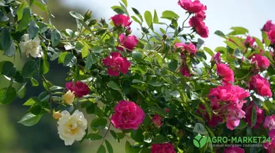 Плетистые розы: все ОТ истории возникновения ДО посадки и ухода за  растением - Посадика