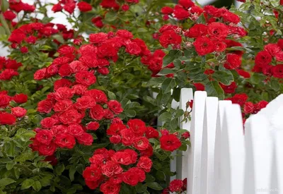 Плетистые розы для стен • Розы и сад