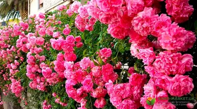 Плетистые розы непрерывного цветения морозостойкие сорта | Ромашка | Дзен
