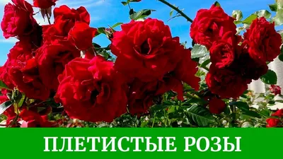 Роза \"Скул Гёл\" (Rosa 'School Girl') - Розы плетистые - Розы - Каталог -  Eko-sad.ru