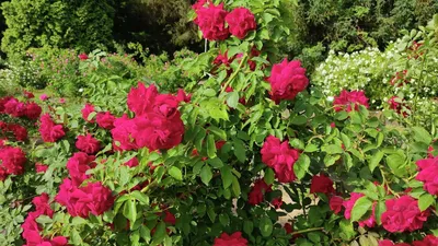 Декоративные розы плетистые — выращивание и уход — Байбак.ру