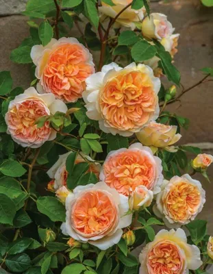 Архивы Розы Плетистые | Курские корни | Питомник растений