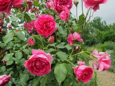 4к розы плетистые растут в саду» — создано в Шедевруме