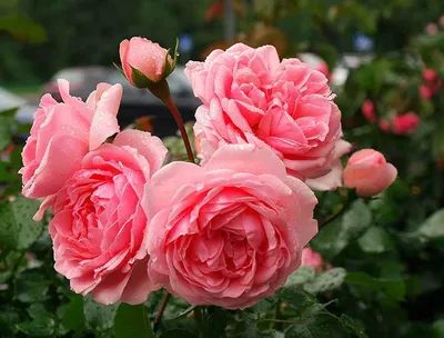 Пьер Де Ронсар (Pierre de Ronsard) - Плетистые розы - Розы - Каталог