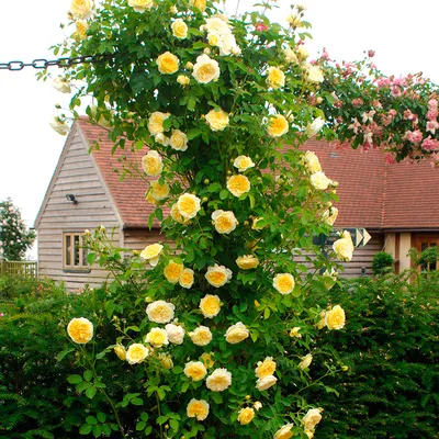 Желтые плетистые розы - популярные сорта | sadmaster.com.ua