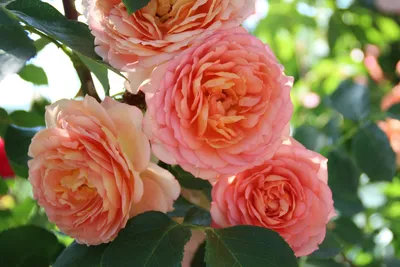 роза, розы, плетистые розы, плетистая роза, алхимик - Экзотик Флора