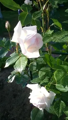 Быстрорастущие плетистые розы - посмотрите, как быстро растут эти виды роз
